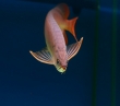 Top quality Arowana fish for sale